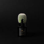 Huile à Barbe Musgo Black Edition