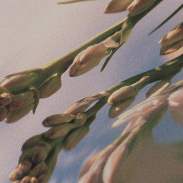 Carnal Flower
