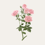 Bougie Rosa Damascena
