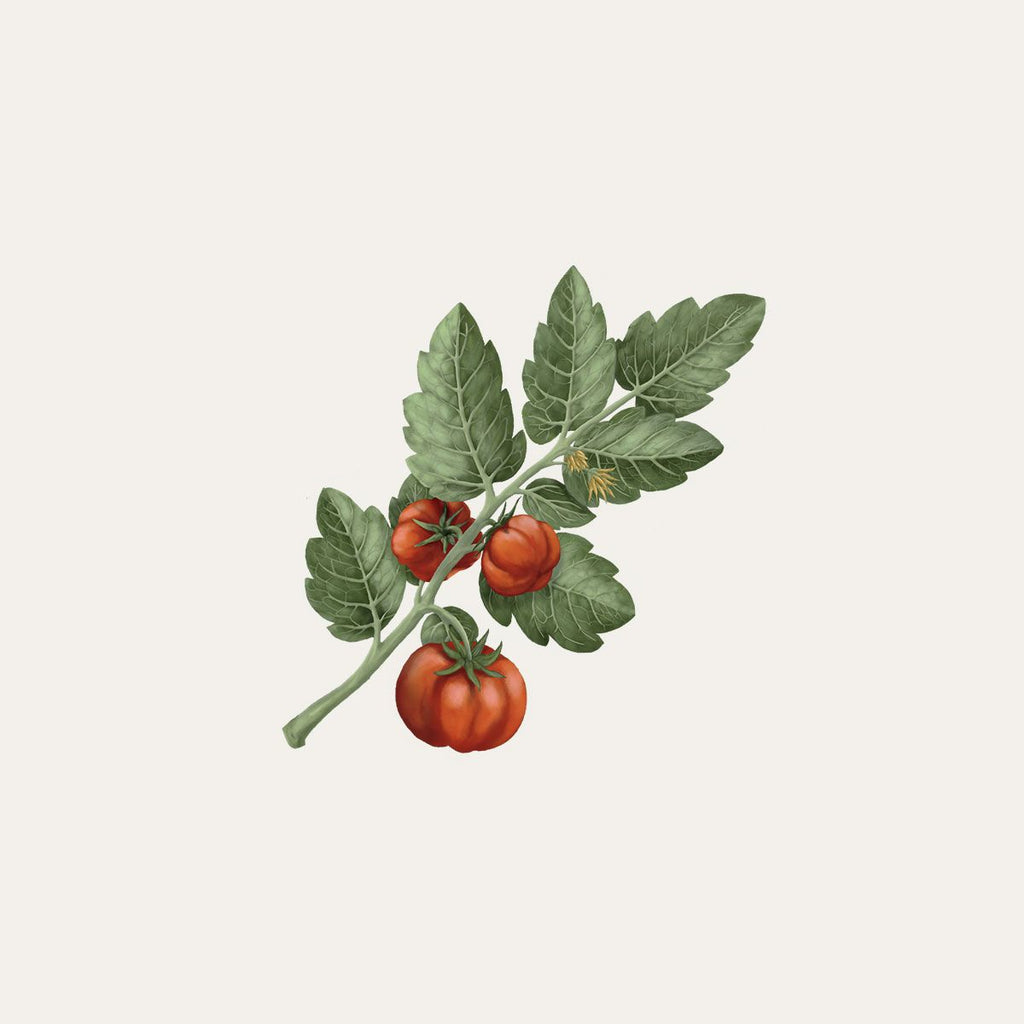 Bougie Tomate